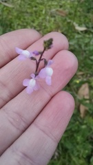 Nuttallanthus canadensis