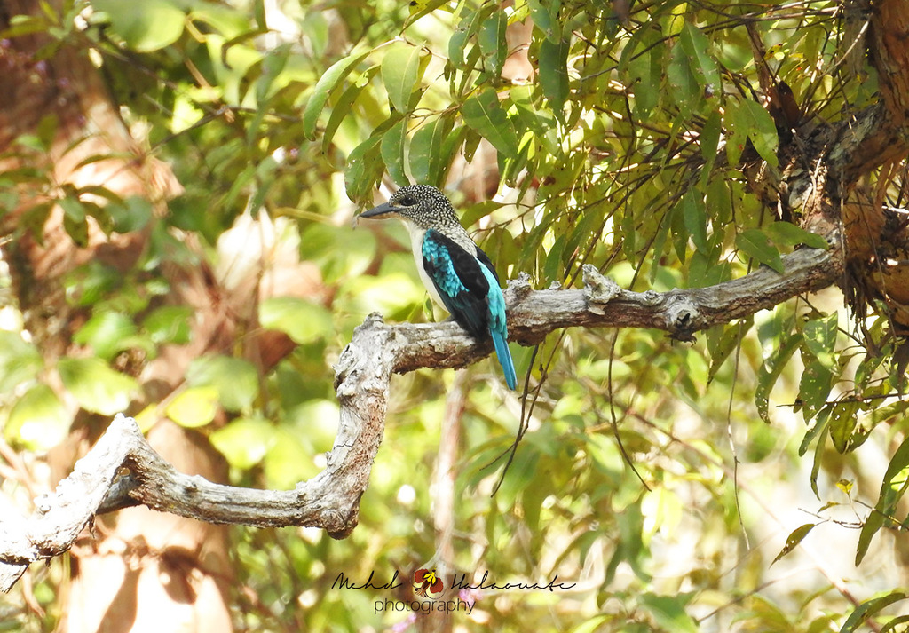Spangled Kookaburra