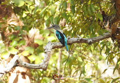 Spangled Kookaburra photo 1