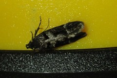 Pseudochelaria manzanitae