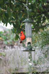 Cardinalis cardinalis