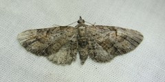 Eupithecia graefii