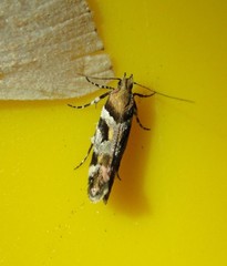 Aristotelia adceanotha