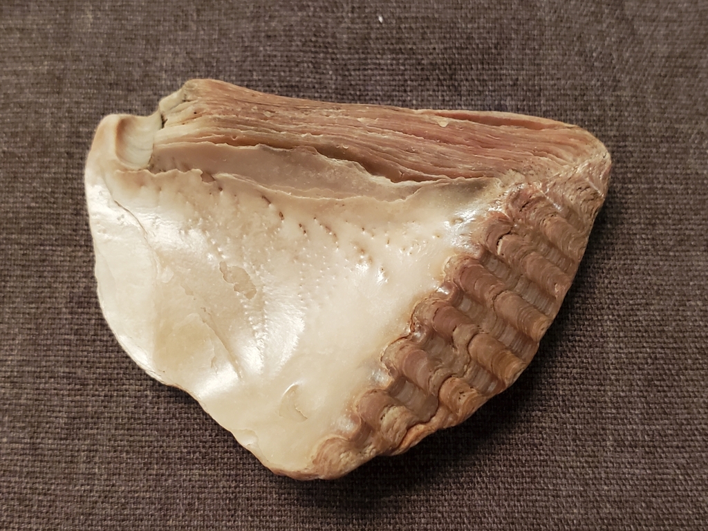 Isognomon maxillatus