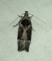 Pseudochelaria scabrella