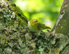 Zosterops erythropleurus