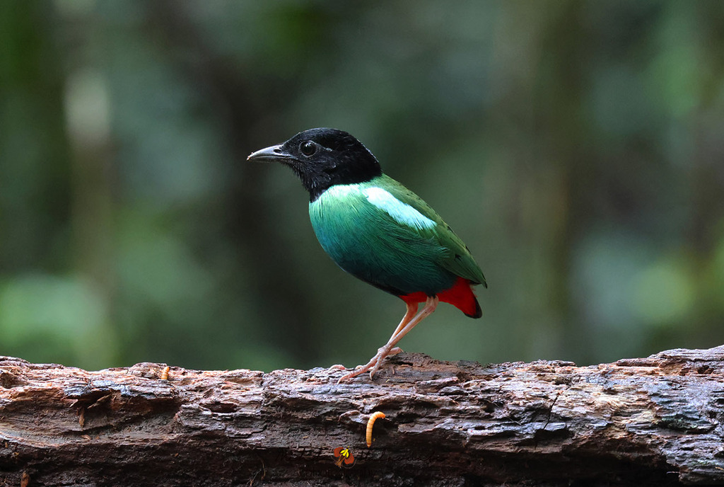 Eastern Hooded Pitta photo