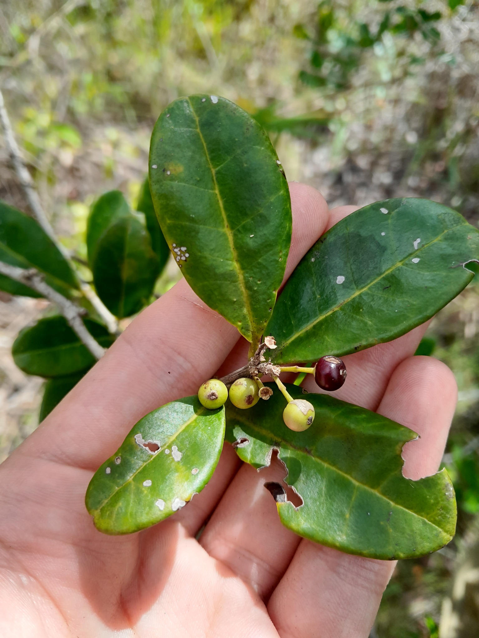 Ilex guianensis