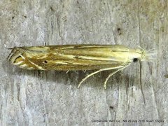 Isophrictis magnella