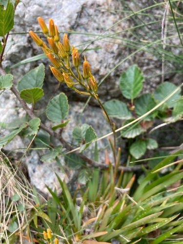 Image of Narthecium reverchonii by (c) Fabien Anthelme, some rights reserved (CC BY-SA)