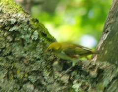 Zosterops erythropleurus