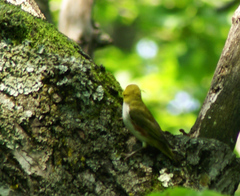Zosterops erythropleurus