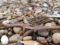 Dione vanillae maculosa