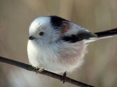 Aegithalos caudatus caudatus