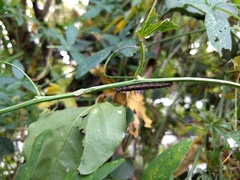 Dione vanillae maculosa