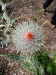 Cirsium ehrenbergii