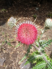 Cirsium ehrenbergii
