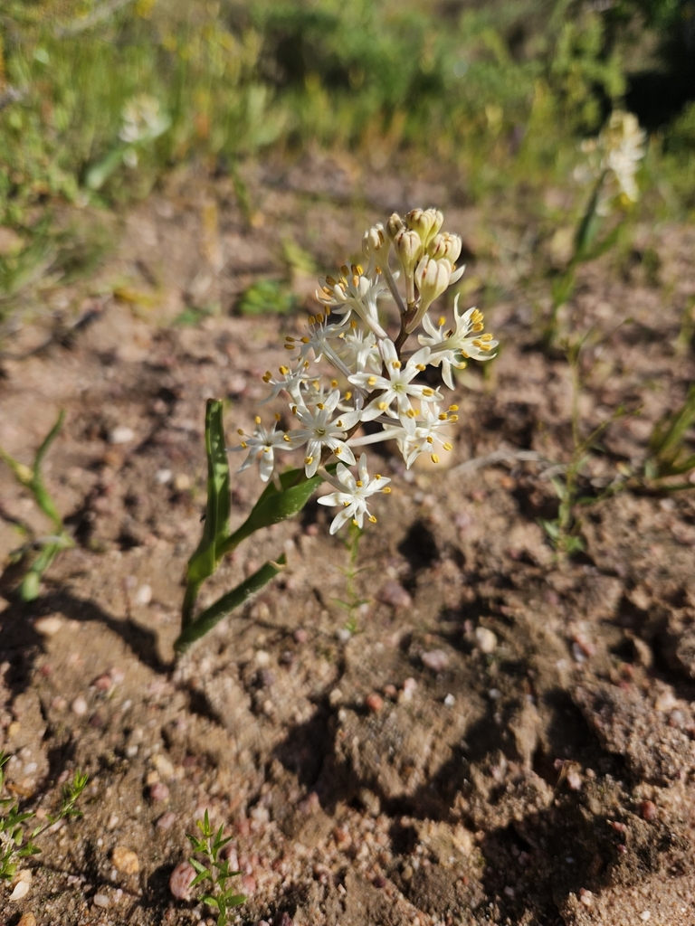 Wurmbea dolichantha