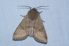 Orthosia pacifica