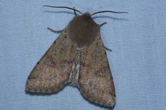 Orthosia pacifica