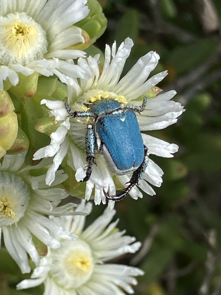 Powderblue Monkey Beetle