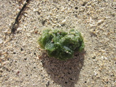 Dictyosphaeria cavernosa