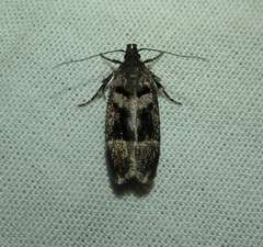 Pseudochelaria manzanitae