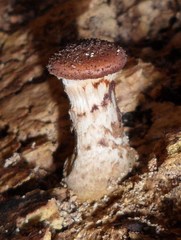 Armillaria gemina