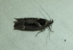 Pseudochelaria scabrella