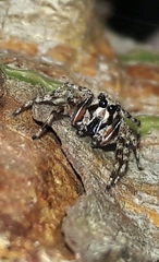 Titanattus notabilis