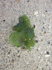 Dictyosphaeria cavernosa