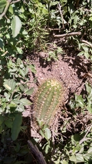 Trichocereeae