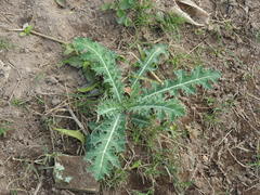 Argemone mexicana