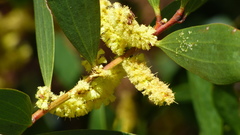 Acacia longifolia sophorae