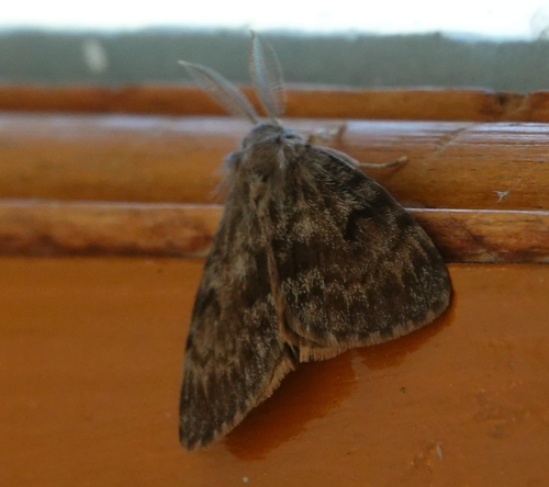 Lymantria obfuscata
