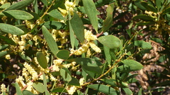 Acacia longifolia sophorae
