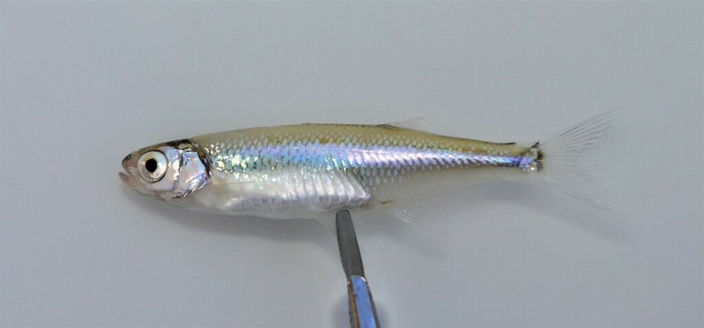 White Mbala