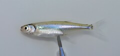 White Mbala photo 1