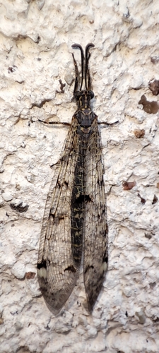 Distoleon tetragrammicus