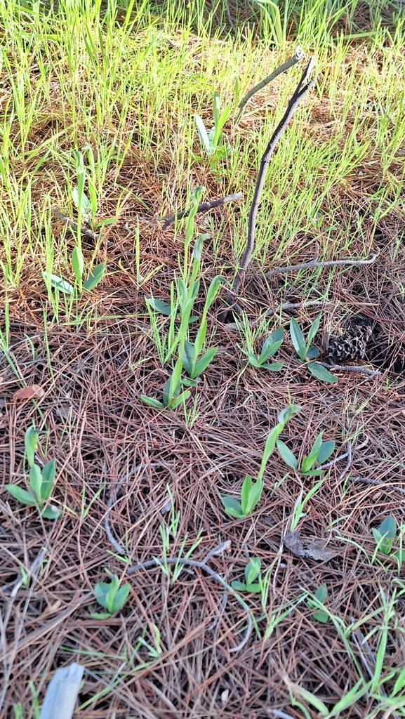 Pterostylis foliata
