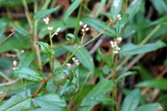 Persicaria strigosa