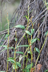 Persicaria strigosa