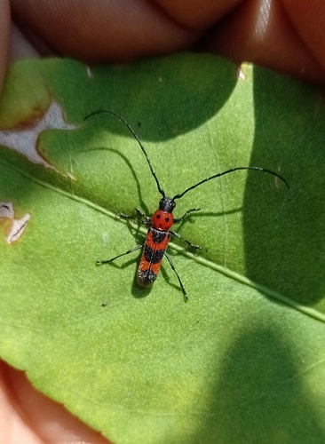 Tylosis puncticollis (Tylosis puncticollis)