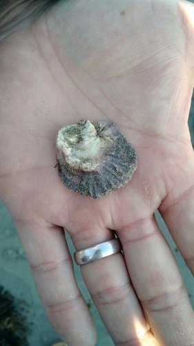 Ostrea edulis