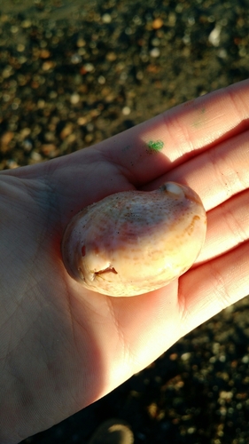Crepidula fornicata