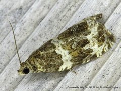 Olethreutes valdanum