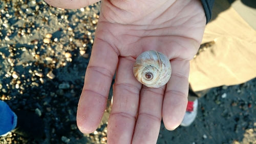 Euspira heros