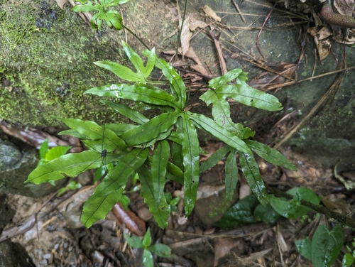 Leptochilus digitatus