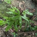 Leptochilus digitatus - Photo (c) lecanorchis, algunos derechos reservados (CC BY-NC)