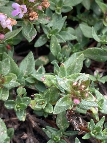 Thymus herba-barona, photograph 3